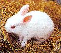 Dwarf rabbit